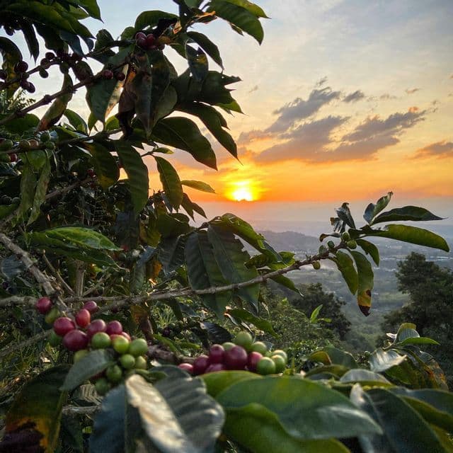 Eine Kaffeepflanze mit roten und grünen Bohnen an ihren Zweigen, mit Blick auf ein Tal mit sanften Hügeln bei Sonnenuntergang.