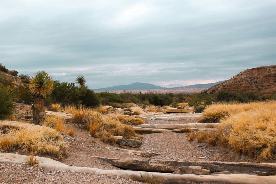 A desert landscape featuring a dry gravel path, yucca plants, and yellow grass, with distant mountains under a cloudy sky.