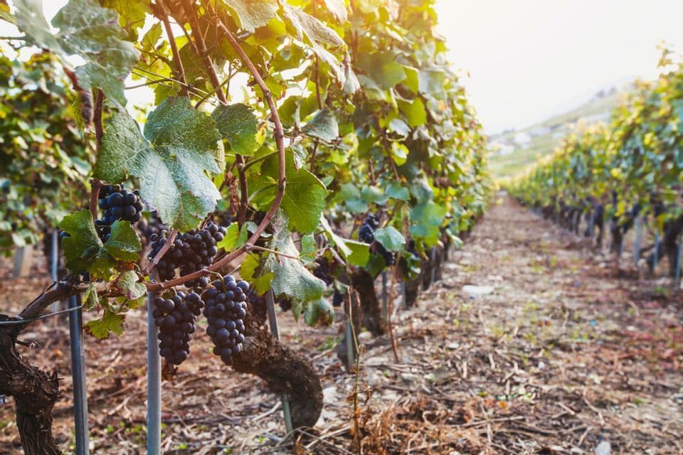 Primo piano di uva viola matura che pende da una vite contorta in un filare di vigneto illuminato dal sole.