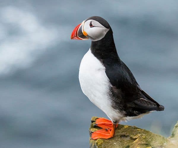 Un pulcinella di mare con becco colorato e zampe arancioni si erge su una roccia muschiosa contro uno sfondo blu sfocato.
