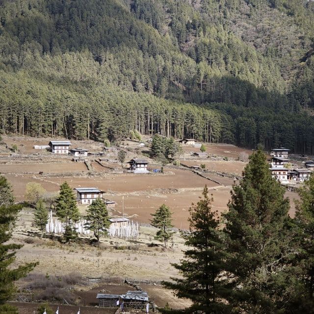 Ein kleines Dorf mit traditionellen Häusern, eingebettet in einen terrassierten Hang unterhalb eines dichten Kiefernwaldes.