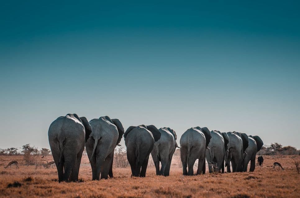 Rear view of a herd of elephants walking in a line across a dry savanna under a large, clear blue sky.