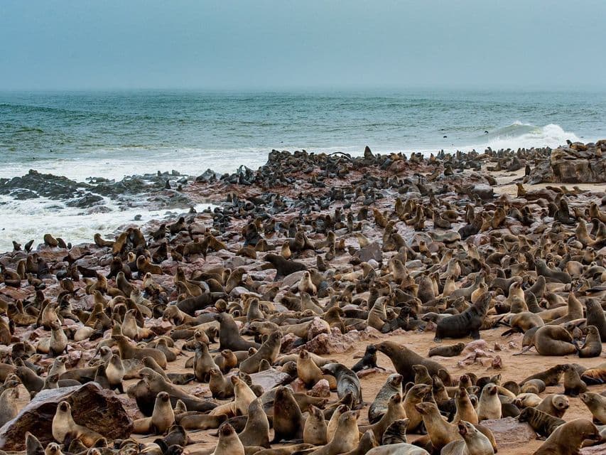 A large colony of seals covering a rocky and sandy shoreline next to the ocean on an overcast day.