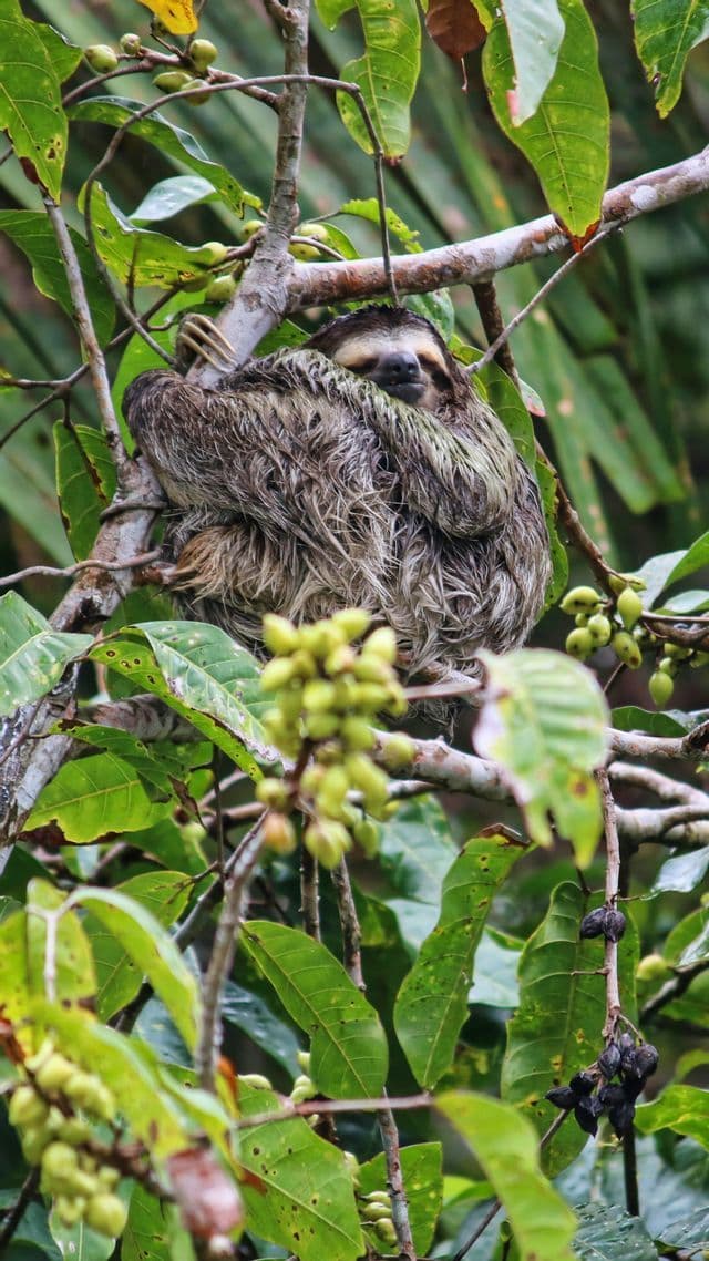 A sloth with damp fur is curled up and sleeping on a tree branch, nestled among green leaves.