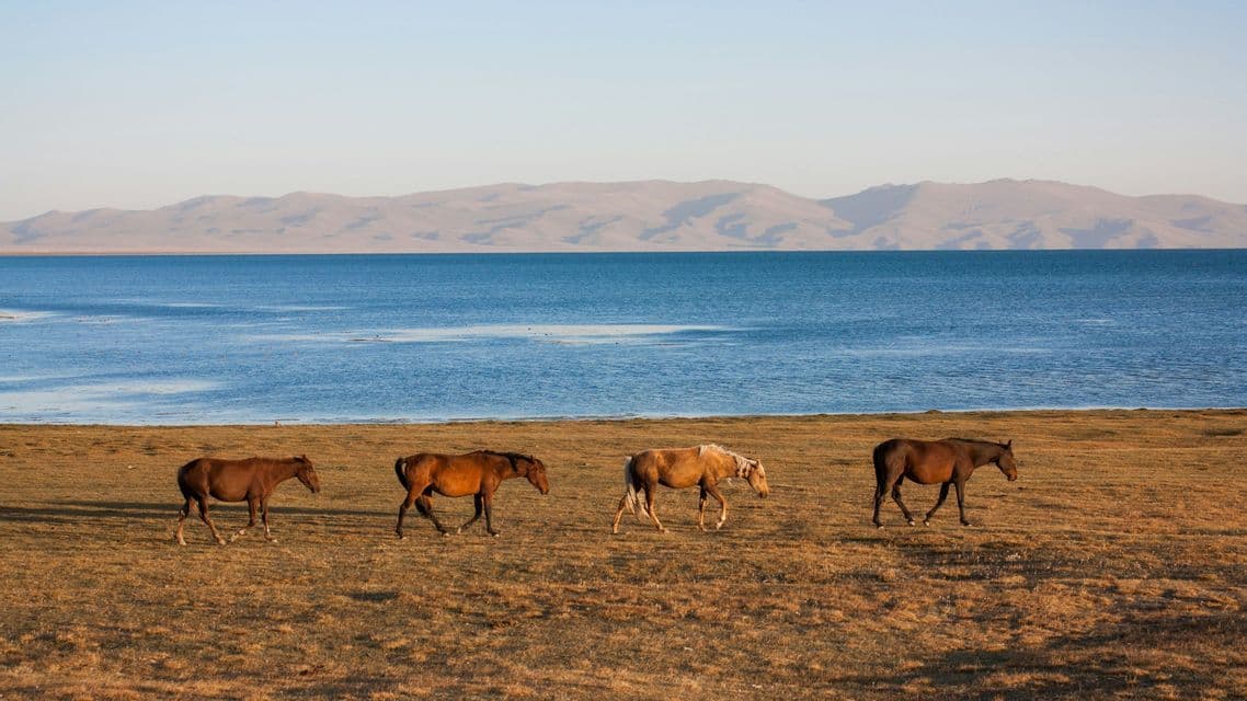 Quatre chevaux marchent en file à travers un champ doré au bord d'un lac bleu, avec des montagnes visibles au loin.
