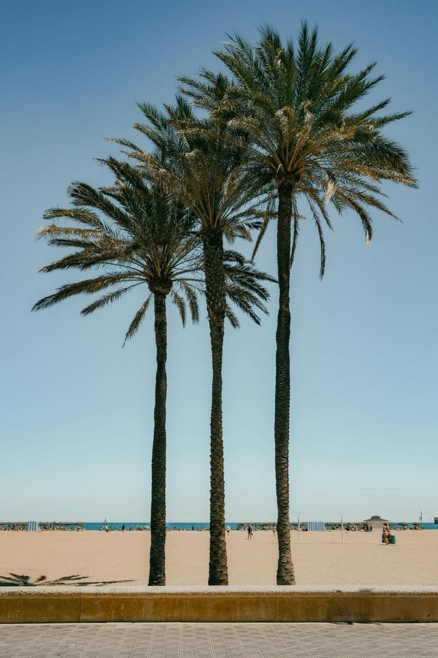Trois grands palmiers sur une plage de sable avec l'océan et un ciel bleu clair en arrière-plan.