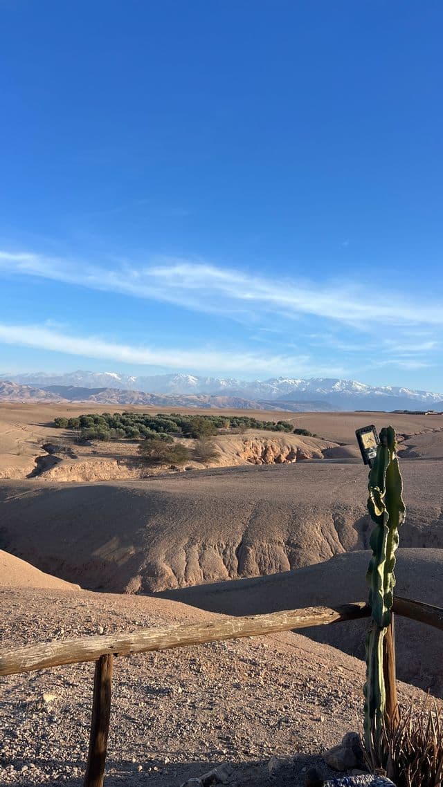 Ein Smartphone thront auf einem Kaktus und überblickt eine weite Wüstenlandschaft mit schneebedeckten Bergen in der Ferne unter blauem Himmel.