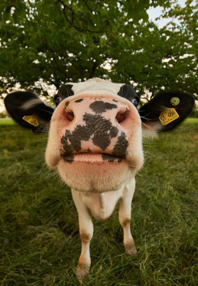 Primo piano grandangolare del naso di una mucca bianca e nera in un prato erboso.