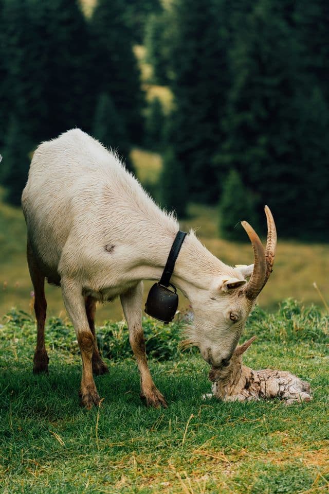 Una capra adulta con un campanello al collo accarezza dolcemente il suo capretto appena nato sdraiato in un prato erboso.