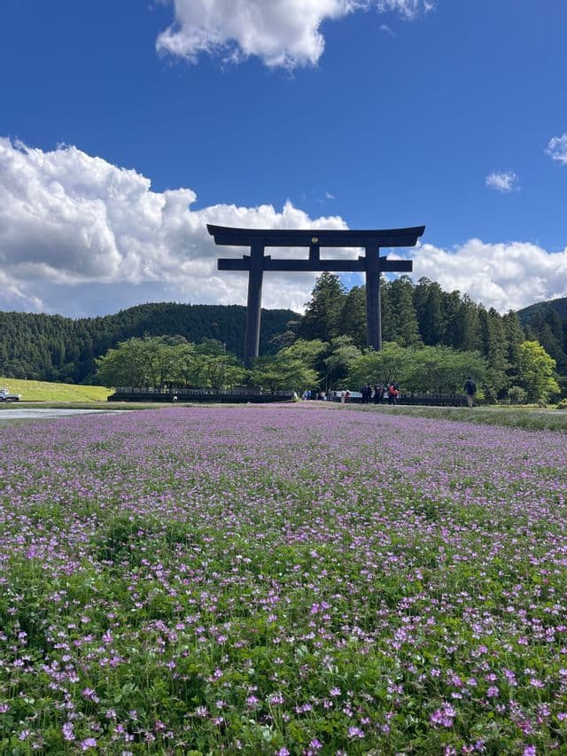 Un campo di fiori selvatici viola conduce a un grande, tradizionale portale torii nero con colline boscose alle spalle.