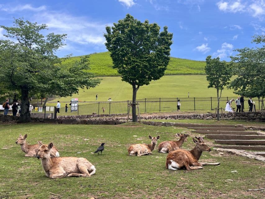 Un gruppo di cervi che riposano sull'erba in un parco con una grande collina verde sullo sfondo.