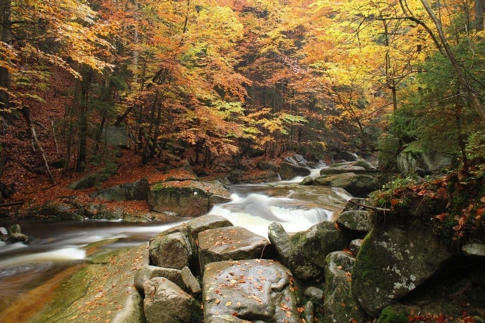 Un fiume scorre tra le rocce in un bosco con un vibrante fogliame giallo e arancione in autunno.