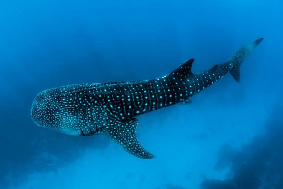 Un grande squalo balena con macchie bianche nuota nel profondo oceano blu.