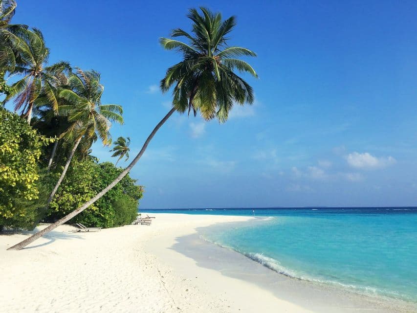 Una singola palma si china su una spiaggia di sabbia bianca che costeggia acque calme e turchesi sotto un cielo azzurro limpido.