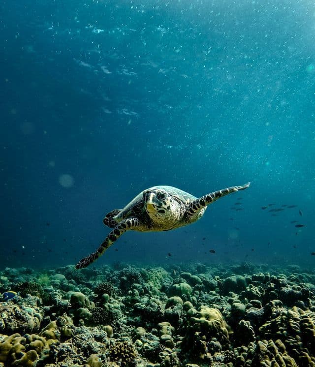 Una tartaruga marina nuota sopra una barriera corallina in acqua cristallina e blu, con raggi di sole che filtrano dalla superficie.