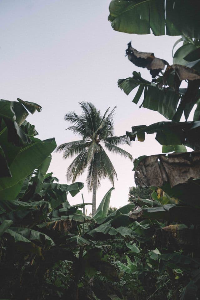 Una vista dal basso di un'alta palma da cocco incorniciata da grandi foglie di banano verdi sotto un cielo pallido e nuvoloso.