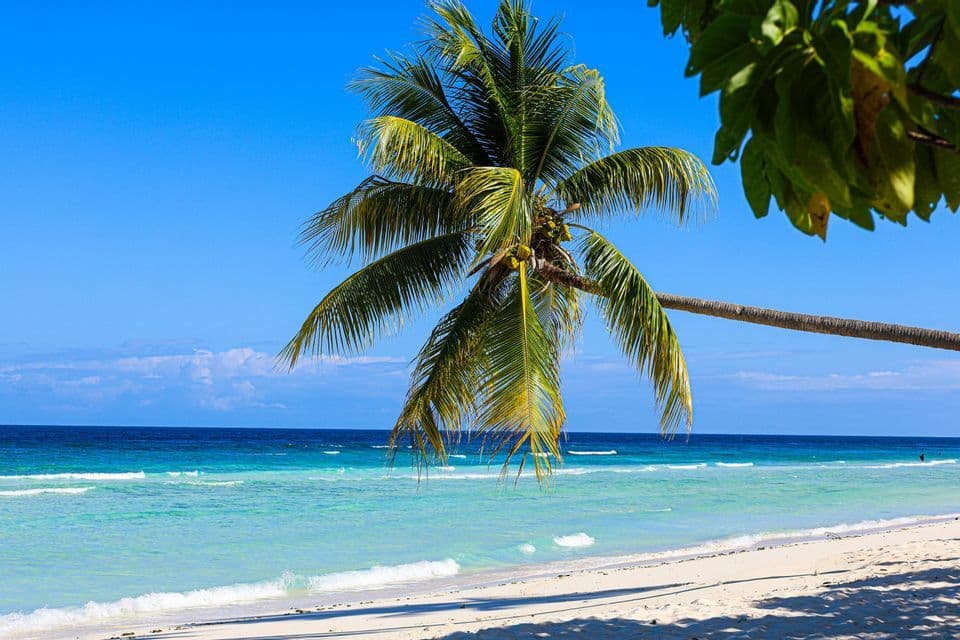 Eine Palme mit Kokosnüssen neigt sich über einen weißen Sandstrand mit türkisfarbenem Meerwasser unter strahlend blauem Himmel.