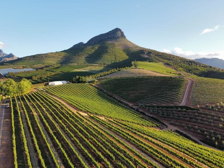 Luftaufnahme eines weitläufigen Weinbergs mit ordentlichen Rebenreihen auf grünen Hügeln unter einem großen Berg
