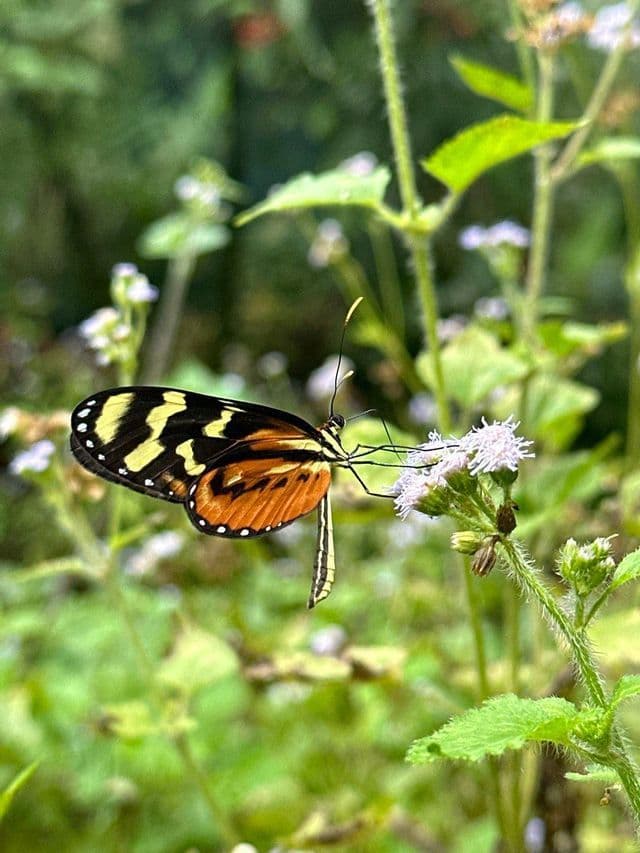 Un primo piano di una farfalla con ali nere, gialle e arancioni che si nutre su un piccolo fiore bianco.