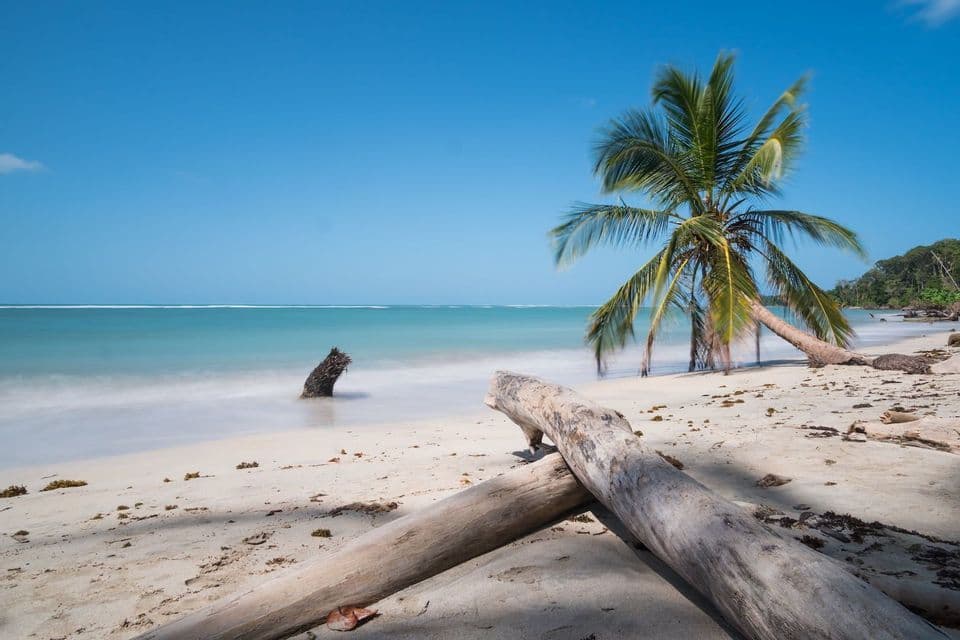 Longue exposition d'une plage tropicale avec un palmier, des rondins de bois flotté et une eau turquoise calme sous un ciel bleu clair.