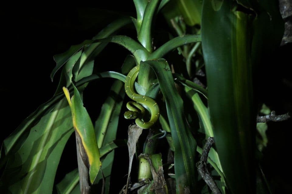 Una serpiente pequeña, de color verde brillante con manchas amarillas, enrollada alrededor del tallo de una planta frondosa por la noche.