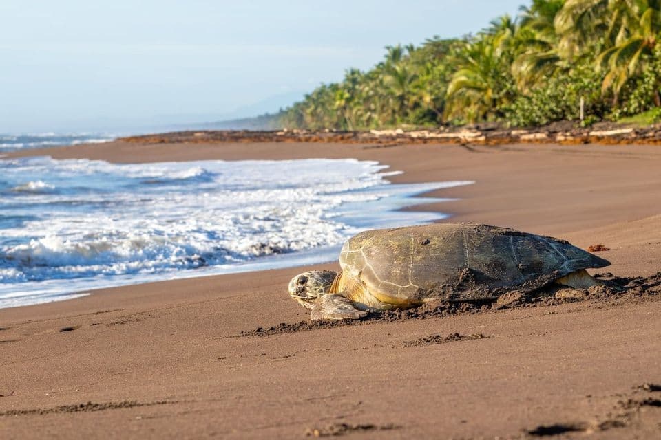 Una gran tortuga marina en una playa de arena oscura, con olas del océano y una costa bordeada de palmeras al fondo.