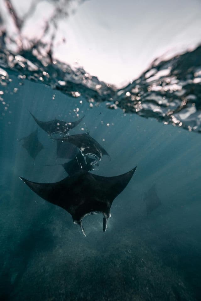 Un groupe de raies manta nageant dans des eaux d'un bleu profond, vues d'en bas avec la lumière filtrant à travers la surface.