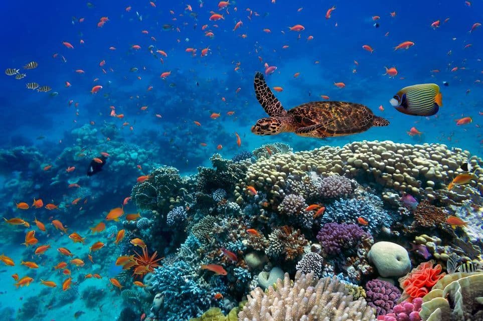 Une tortue de mer nage dans l'eau bleue au-dessus d'un récif corallien vibrant peuplé de nombreux petits poissons colorés.
