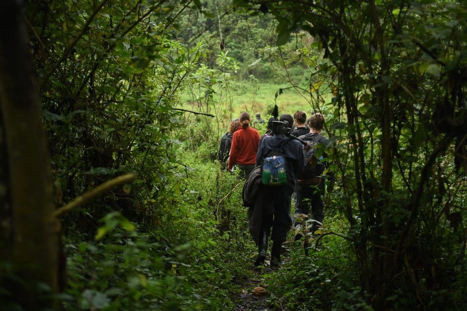 Eine WeRoad-Gruppe wandert im Gänsemarsch auf einem schmalen Pfad durch einen dichten grünen Dschungel, von hinten gesehen.