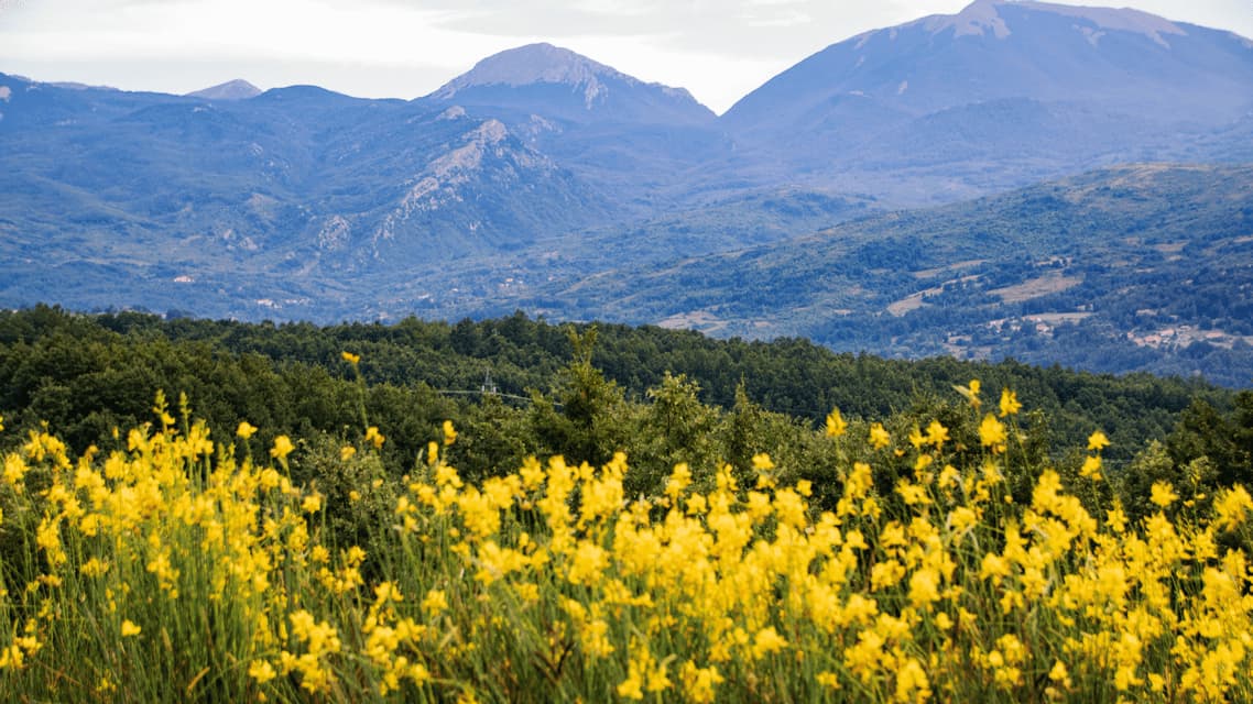 Un campo di fiori selvatici gialli fiorisce in primo piano, con una fitta foresta verde e grandi montagne blu sullo sfondo.