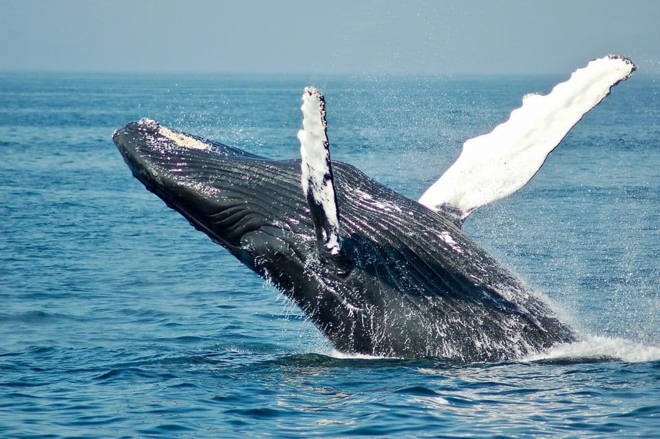 Una balena megattera salta fuori dall'oceano, schizzando acqua mentre si eleva con le pinne estese.