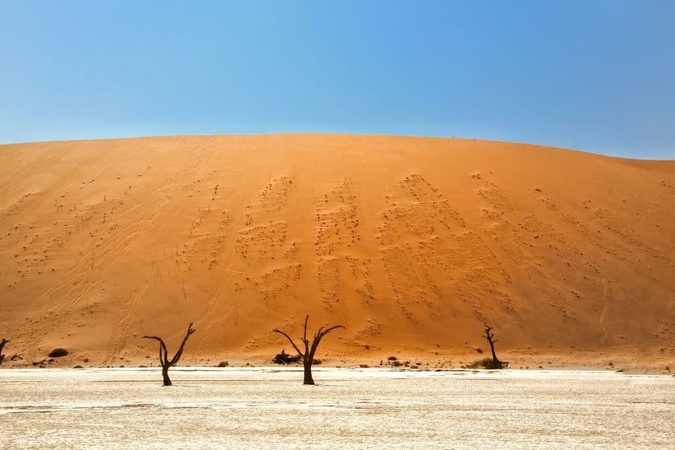 Árboles esqueléticos se alzan sobre una salina agrietada frente a una gran duna de arena naranja bajo un cielo azul claro.