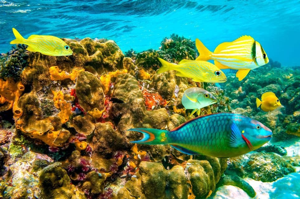 Una vista submarina de coloridos peces tropicales, incluyendo roncadores amarillos y un pez loro arcoíris, nadando sobre un arrecife de coral vibrante.