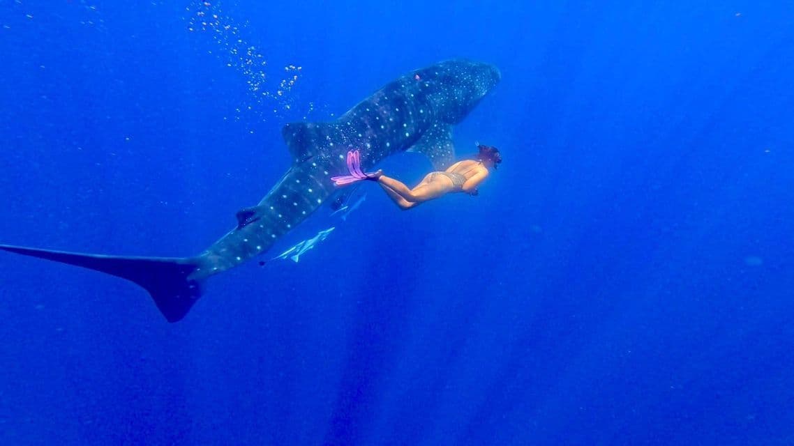 Una persona con boccaglio e pinne rosa nuota accanto a un grande squalo balena in acque blu profonde.