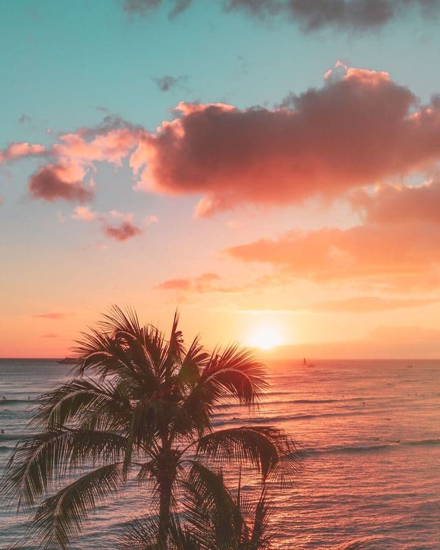 A palm tree is silhouetted against an ocean sunset, with pink and orange clouds reflecting on the water.