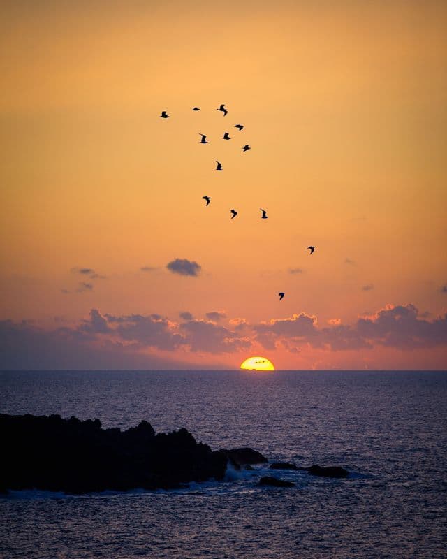 A flock of birds is silhouetted against an orange sky as the sun sets over a calm ocean.