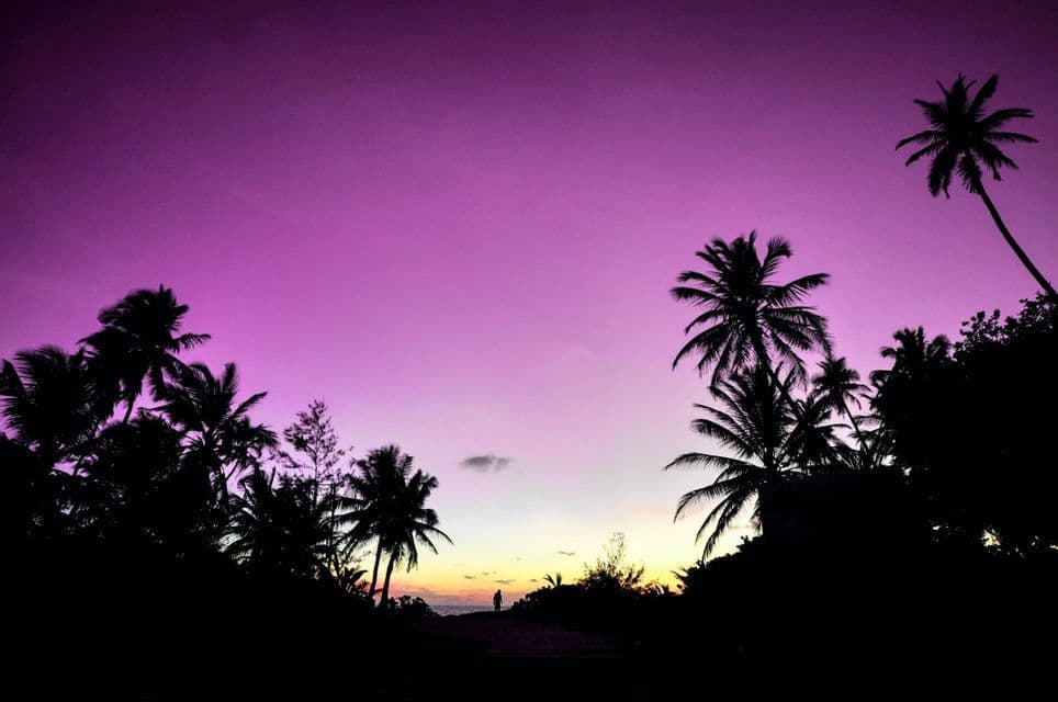 Silhouettes of palm trees frame a lone person standing on a path under a vibrant purple sunset.