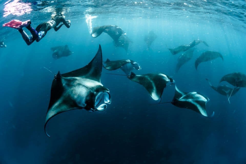 Vista subacquea di una persona che fa snorkeling sopra un grande banco di mante in acque blu profonde.