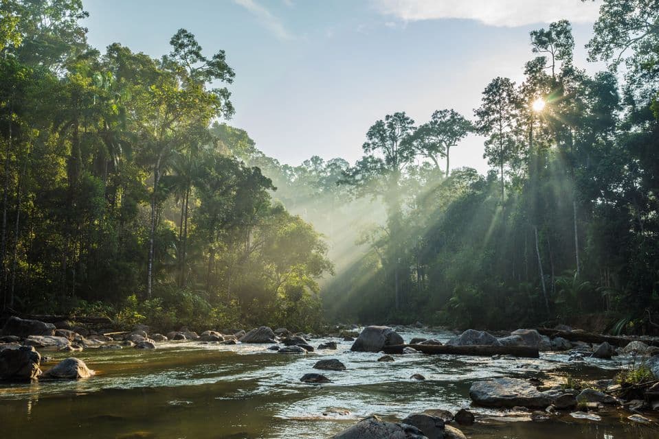 I raggi del sole filtrano attraverso gli alberi nebbiosi di una giungla fitta, illuminando un fiume roccioso.
