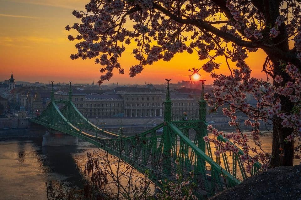 Un ponte verde attraversa un fiume in un paesaggio urbano all'alba, incorniciato da un albero con fiori rosa.
