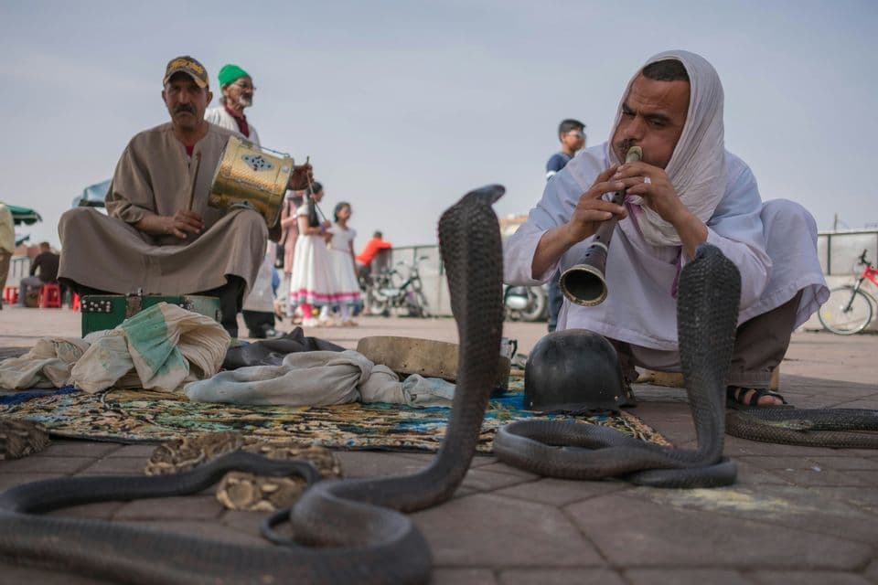 A snake charmer plays a pipe to two cobras on a mat in a public square while another man plays a drum.