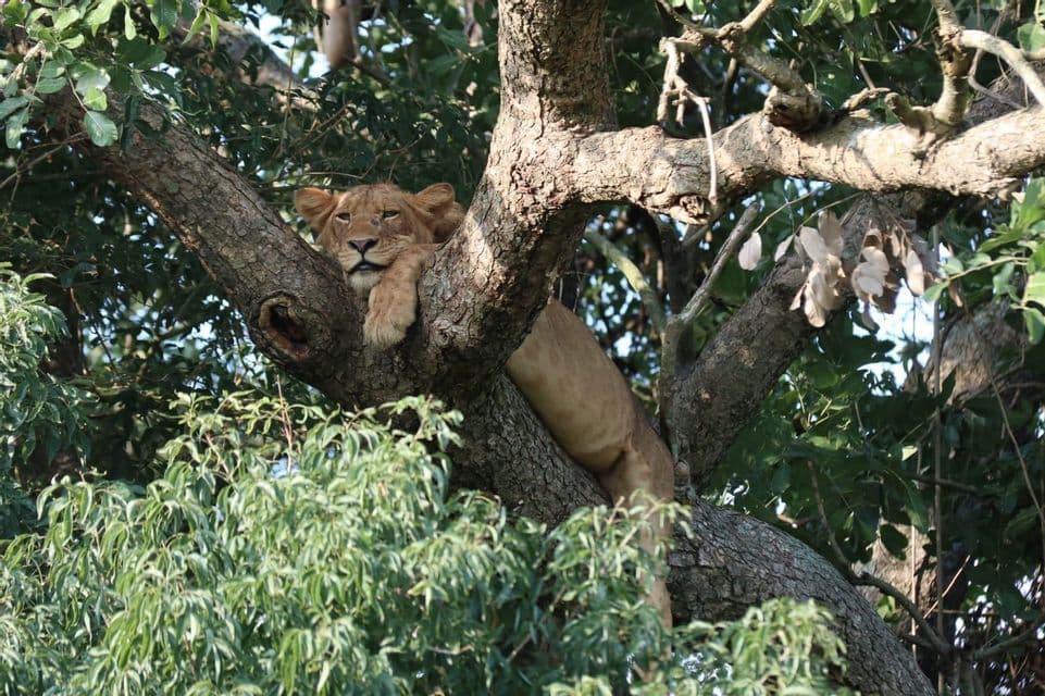 Eine Löwin ruht auf einem dicken Ast im Baum, den Kopf auf den Pfoten und den Körper über das Holz gelegt, umgeben von grünen Blättern.