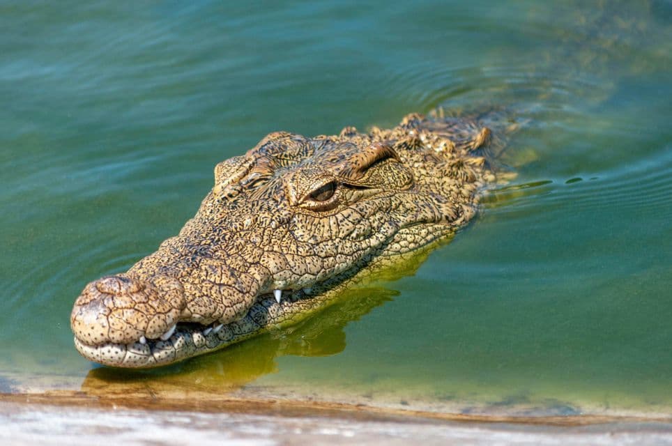 Un primo piano della testa di un coccodrillo parzialmente immersa in acqua verde torbida, con gli occhi e il muso visibili.