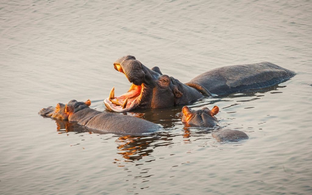 Un grande ippopotamo con la bocca spalancata nuota nell'acqua con il suo branco al tramonto.