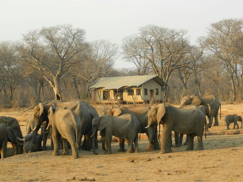 Una mandria di elefanti con i cuccioli si raduna su terreno arido davanti a un lodge safari tra alberi spogli.
