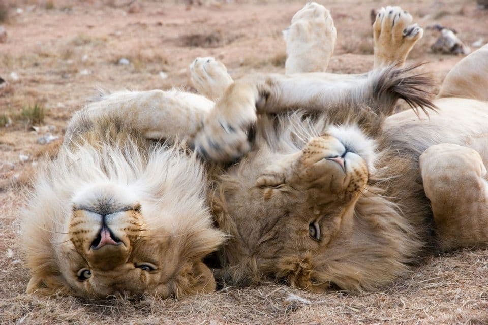 Due leoni maschi dalle grandi criniere si distendono giocosamente sulla schiena sul terreno arido, con le zampe in aria.
