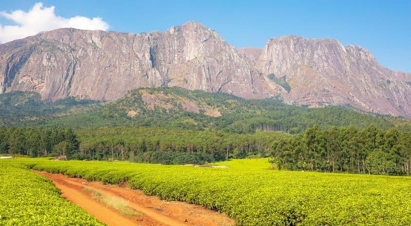 Una strada di terra battuta rossa si snoda attraverso una rigogliosa piantagione di tè verde ai piedi di un'imponente catena montuosa rocciosa.