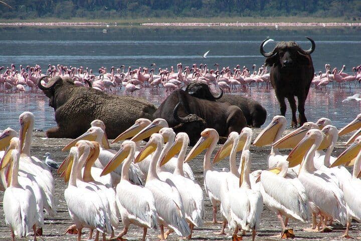 Uno stormo di pellicani bianchi si trova sulla riva di un lago, con diversi bufali africani e una colonia di fenicotteri rosa nell'acqua dietro di loro.