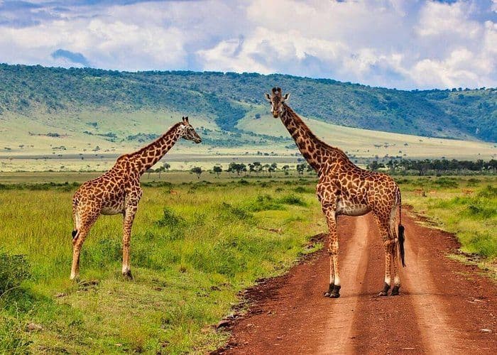 Due giraffe si trovano su e accanto a una strada sterrata in una savana erbosa, con colline verdi sullo sfondo sotto un cielo nuvoloso.