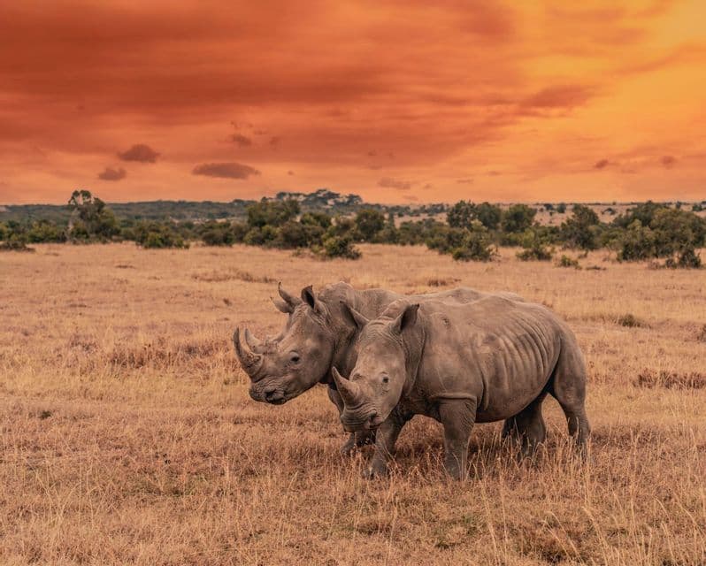 Due rinoceronti in una savana con erba secca, sotto un vibrante cielo arancione al tramonto.